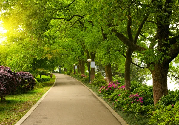 夏の公園の道 — ストック写真