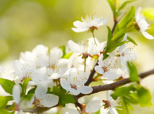 Bahar beyaz çiçekleri — Stok fotoğraf