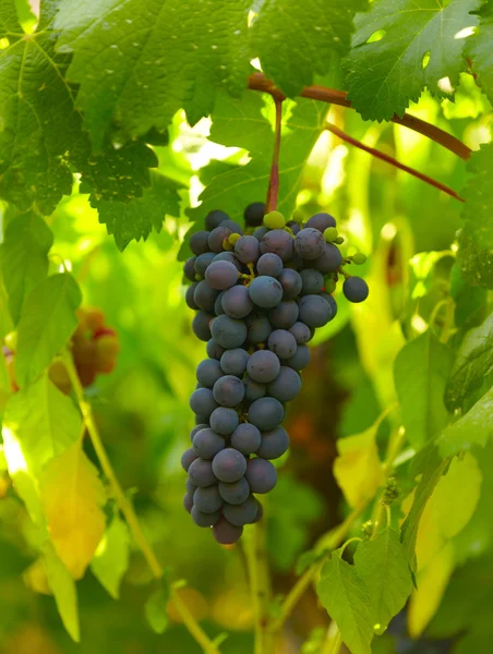 Grapes of black vine ripe — Stock Photo, Image