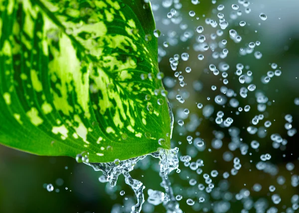 Hojas verdes bajo la lluvia — Foto de Stock