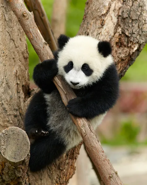 Baby Panda Stock Photos Royalty Free Images Depositphotos Baby Panda Stock Photos Royalty Free Images Depositphotos