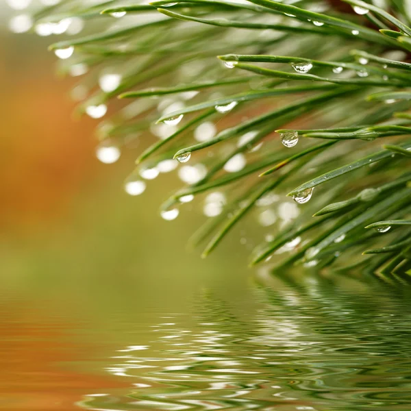 Green grass sunset — Stock Photo, Image