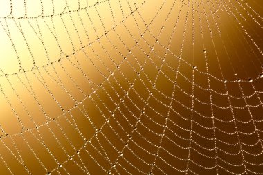 Su damlalı örümcek ağı