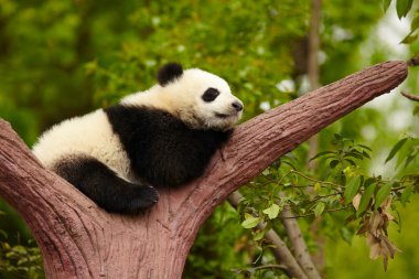 Uyuyan dev panda bebek