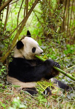 dev panda bambu yiyor.