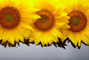 copyspase ile üç ay çiçekleri