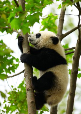 Giant panda baby over the tree clipart