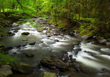 Ormandaki Dağ Nehri
