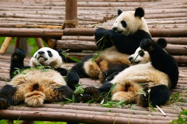 Giant panda bears clipart