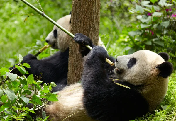Obří panda žere bambus — Stock fotografie