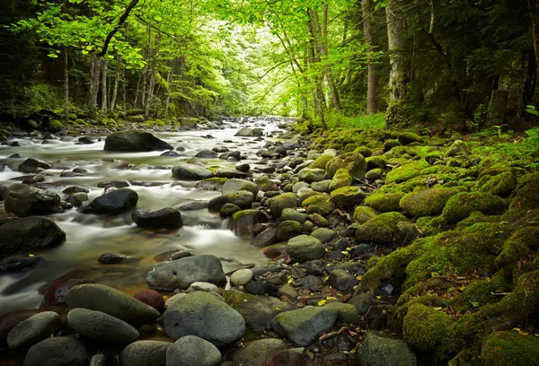 Fiume di montagna nel bosco — Foto Stock