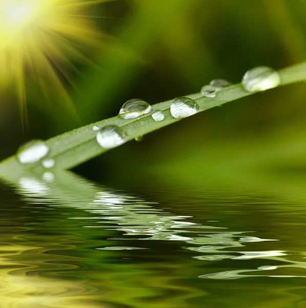 绿草与雨滴背景 — 图库照片