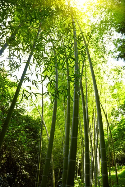 Fundo de floresta de bambu . — Fotografia de Stock