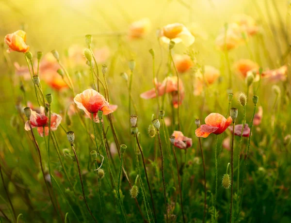 Poppies alan — Stok fotoğraf