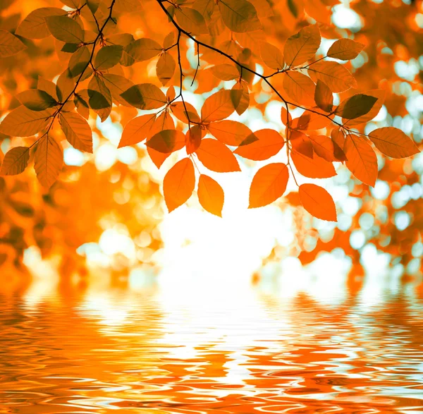 Red autumn leaves reflecting in the water — Stock Photo, Image