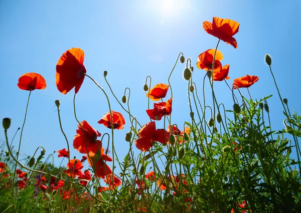 Amapolas sobre fondo azul del cielo —  Fotos de Stock