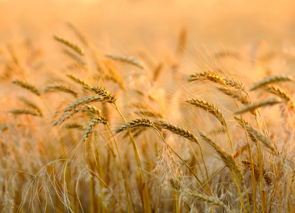 Sunset wheat field — Stock Photo, Image