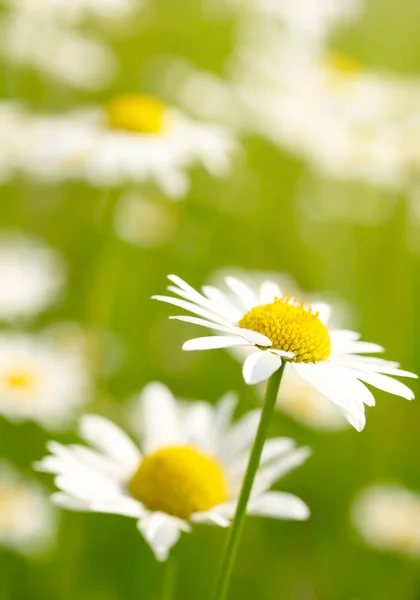 White and yellow daisies — Stock Photo, Image