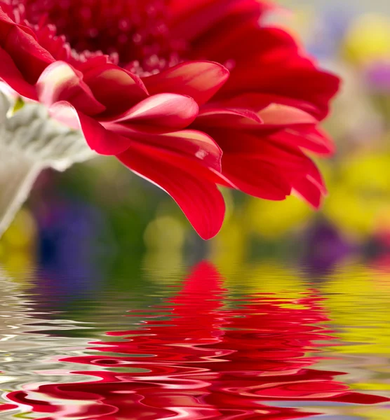 Margarida-gerbera vermelha com foco suave refletido na água — Fotografia de Stock