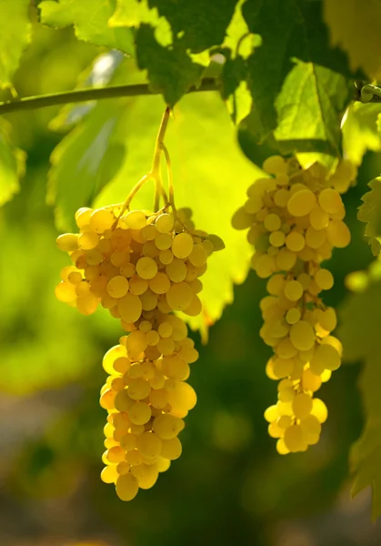 Branch of white grapes — Stock Photo, Image