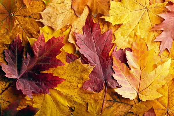 Hojas de otoño fondo — Foto de Stock