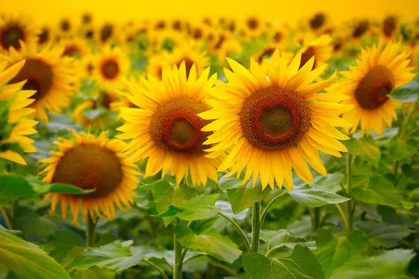 Zonnebloemen — Stockfoto