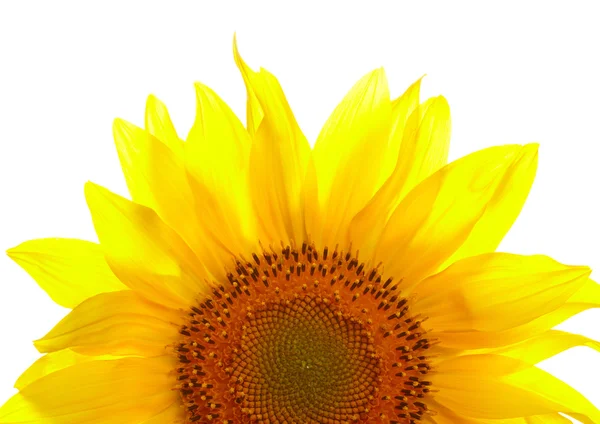 Sunflower — Stock Photo, Image