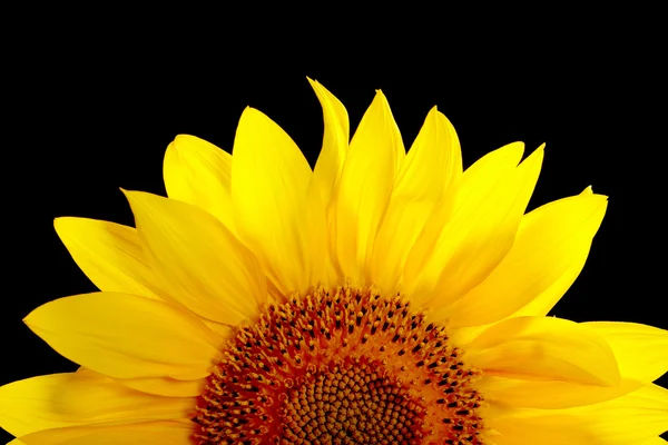 Součástí slunečnice na černém pozadí — Stock fotografie