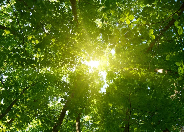 Zon in diepe bos achtergrond — Stockfoto