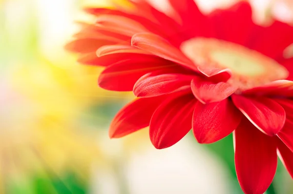 Gros plan de marguerite-gerbera rouge avec des gouttes d'eau — Photo