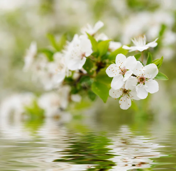 Flores brancas de primavera — Fotografia de Stock