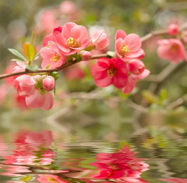 Flores de primavera — Foto de Stock