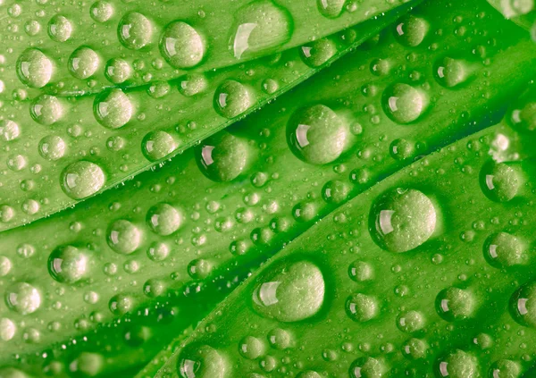 Hoja verde con gotas de agua — Foto de Stock