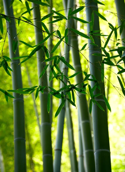 Fundo de floresta de bambu. DOF superficial — Fotografia de Stock