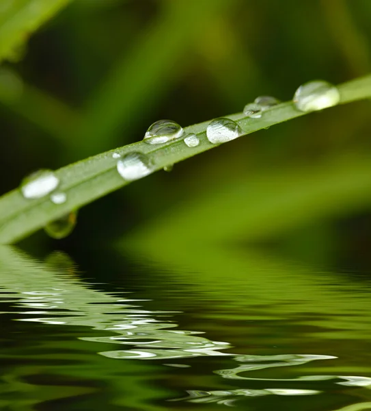 Grama verde com fundo de gotas de chuva — Fotografia de Stock