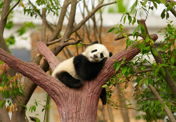 Спящий гигантский ребенок панды
