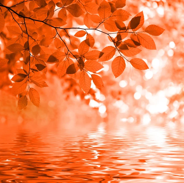 反映在水中的红色秋天的树叶 — 图库照片