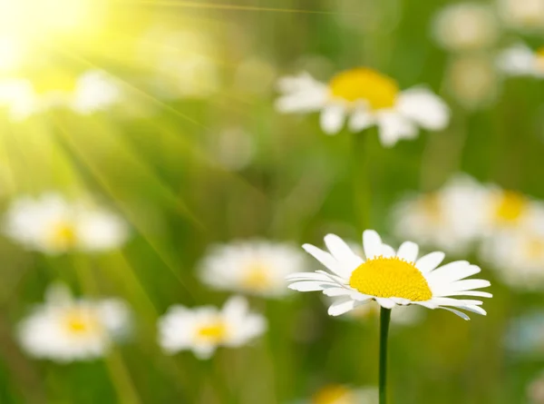 Camomile field Royalty Free Stock Photos