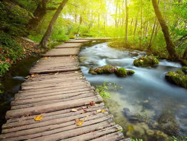 Boardwalk in the park