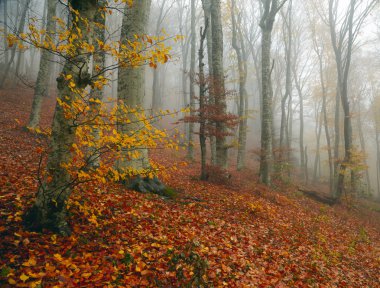 sisli sonbahar orman