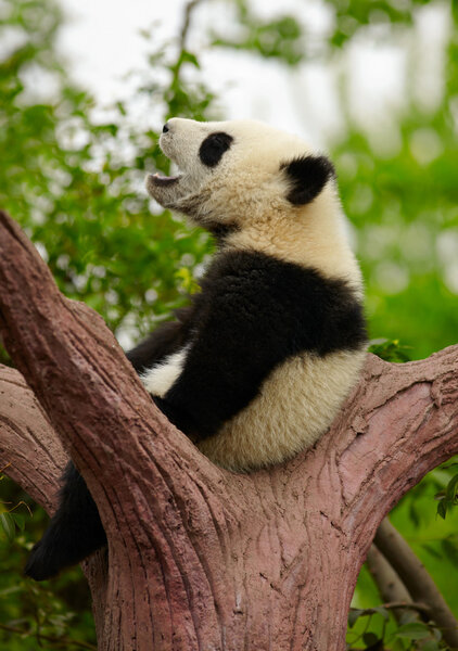 Giant panda baby on the tree