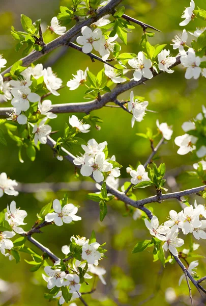 Frühlingsweiße Blüten. flacher dof — Stockfoto