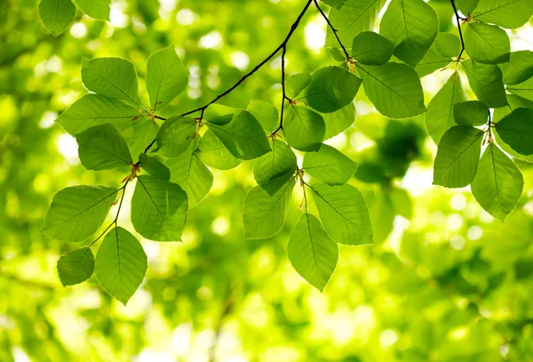Groene bladeren achtergrond — Stockfoto