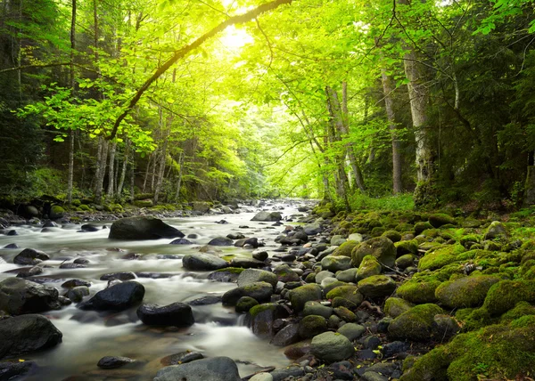 Gebirgsfluss im Wald — Stockfoto