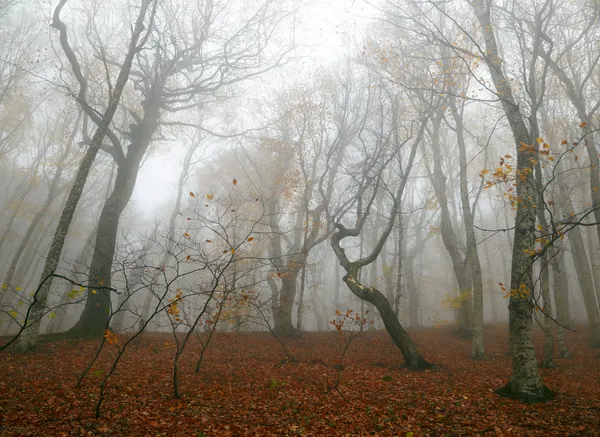 Foresta nebbiosa — Foto Stock