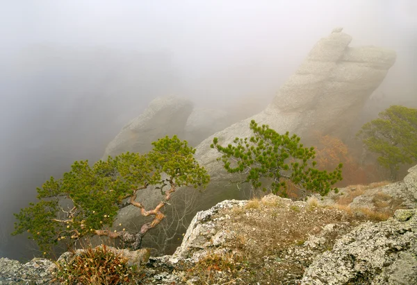霧深い山の背景の上の木 — ストック写真