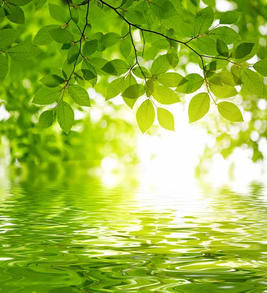 Groene bladeren achtergrond — Stockfoto