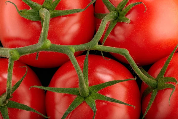 Ramo de tomates vermelhos — Fotografia de Stock