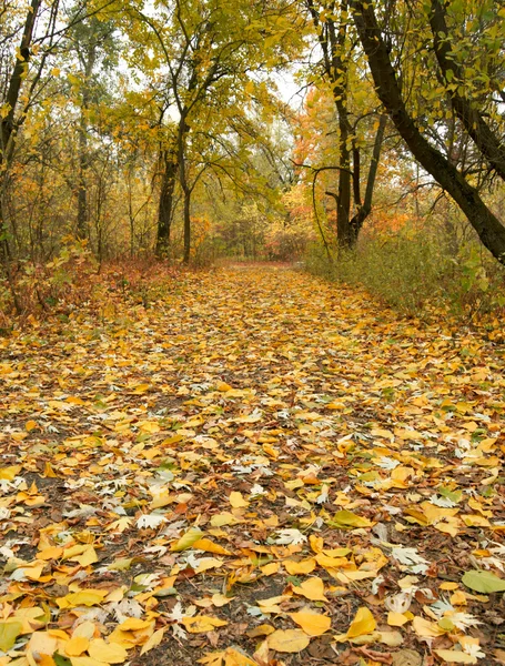 Estrada do parque de outono — Fotografia de Stock