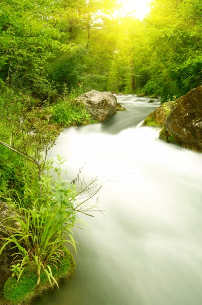 Flod i skogen — Stockfoto